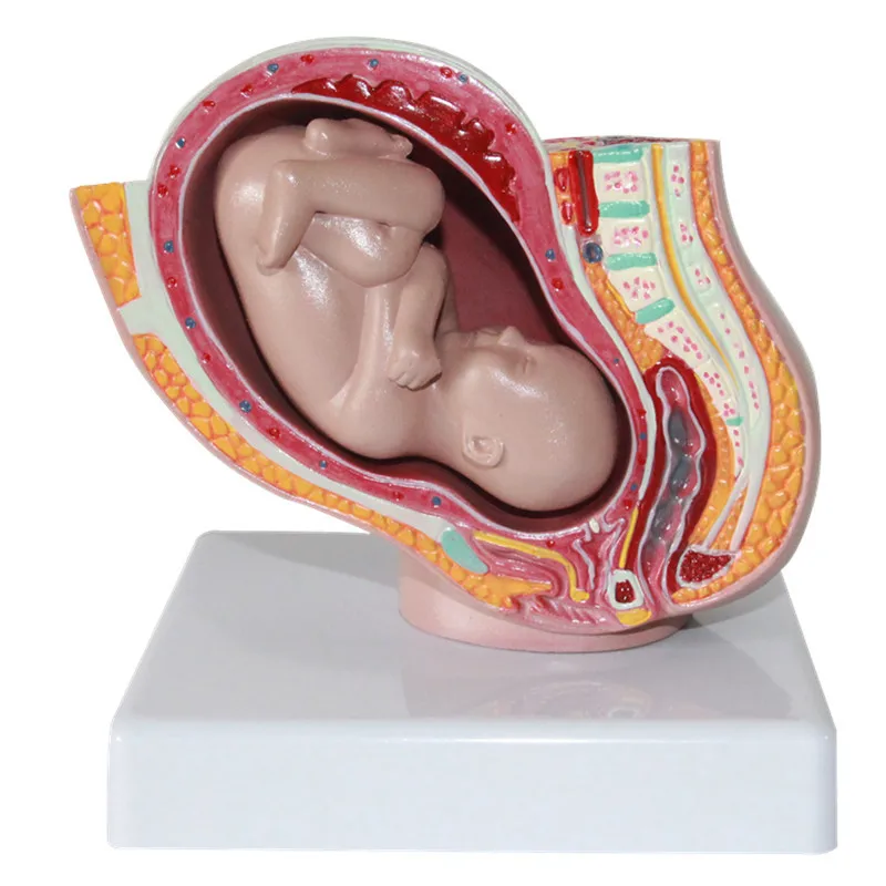 

Detachable Female Pelvic Fetal Model Nine Months of Pregnancy The Fetus Uterine Embryo Development Model Medical Teaching Supply