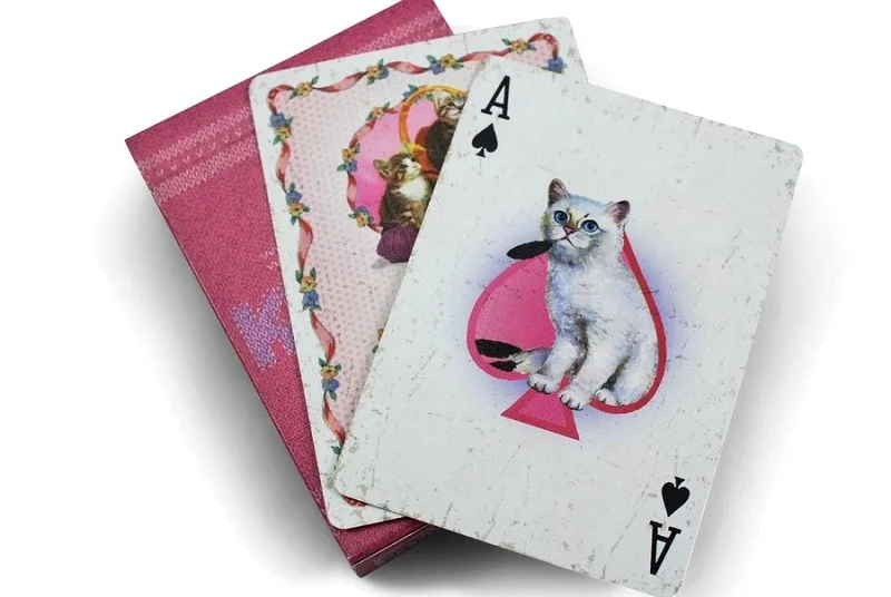 madison-kittens-8_900x.webp