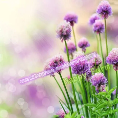 200 шт фиолетовый гигантский Allium Giganteum красивый цветок-бонсай садовое растение подарок
