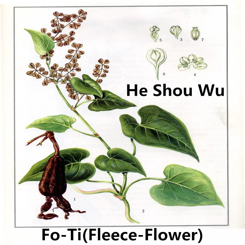 Чистый FO-Ti порошок из экстракта корня флис-цветок, он Горец многоцветковый, рост волос и черные волосы, анти-старение повышает устойчивость