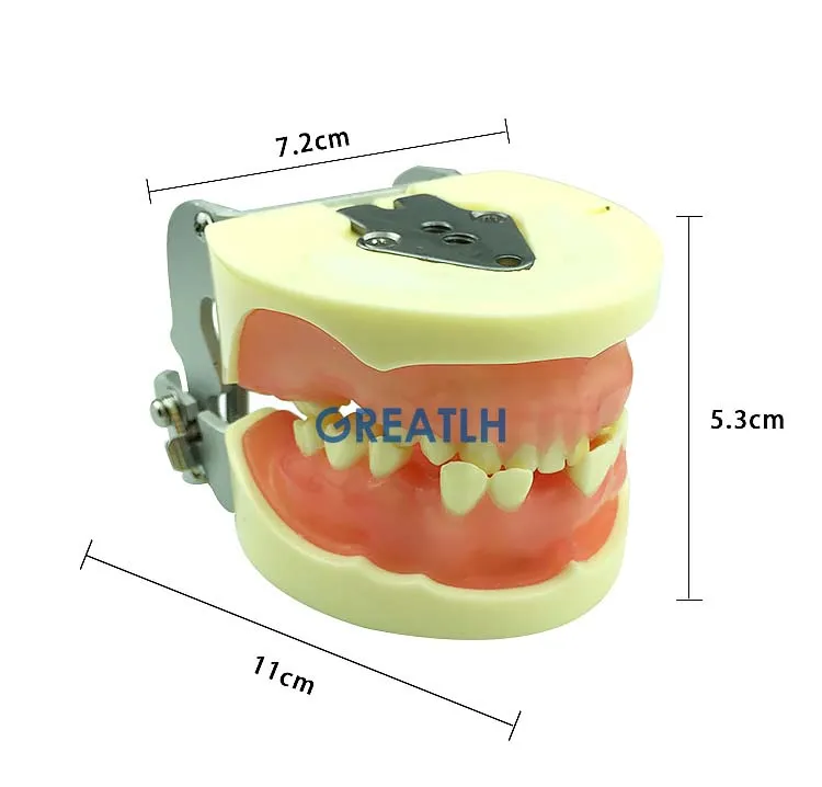 modelos de dentes dentários para cortar modelo educativo dental