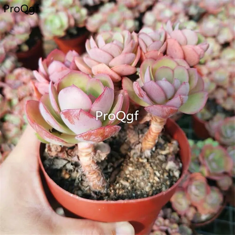 Ngryise 2Pcs A Set cluster of Succulent Cuttings