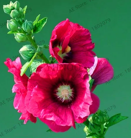 Большая распродажа! 20 шт Hollyhock бонсай(Alcea Rosea 'Nigra') разноцветный цветочный Многолетние растения растение для сада и дома украшения Dec - Цвет: 1