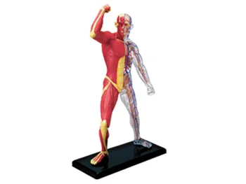 

4d Human Muscle Anatomy Model Skeleton Medical Teaching Aid puzzle Assembling Toy Laboratory Education Equipment