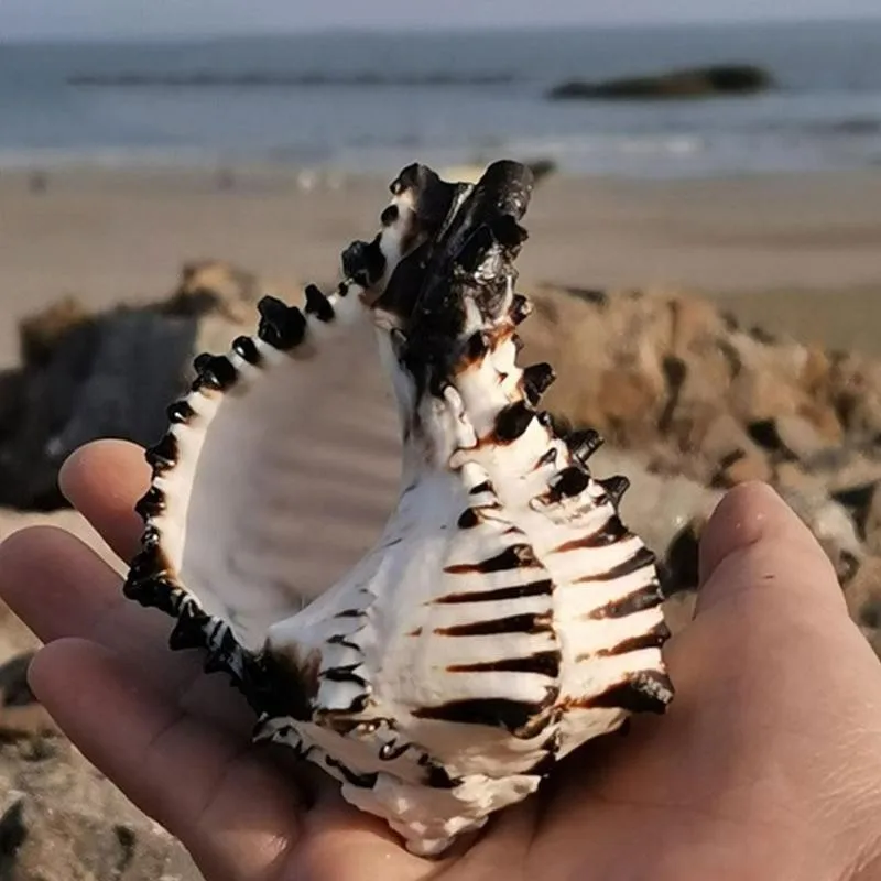11-13cm Natural Black White Bone Snail Mediterranean Home Fish Tank Platform Landscape Coral Conch Shells Creative Craft Gift