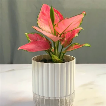 

White ABS+PP Hydroponic Resin Flower Pots Loblolly Pine Pocket Leaf Alocasia Plant Flower Pots