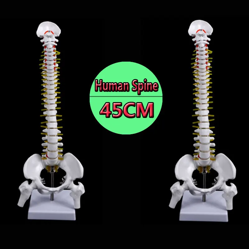 

45CM Human Spine with Pelvic Model Human Anatomical Anatomy Spine Medical Model spinal column model+Stand Fexible
