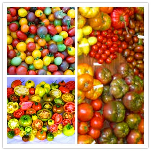 Промо-акция! 550 шт 11 видов томатных растений разных цветов, фруктовые овощи, бонсай, Зебра, Томатный Сад, фиолетовая Вишня