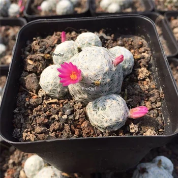 

Ngryise 2Pcs A Set Mammillaria humboldtii var caespitosa
