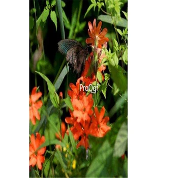 

Ngryise 1000pcs Lychnis fulgens