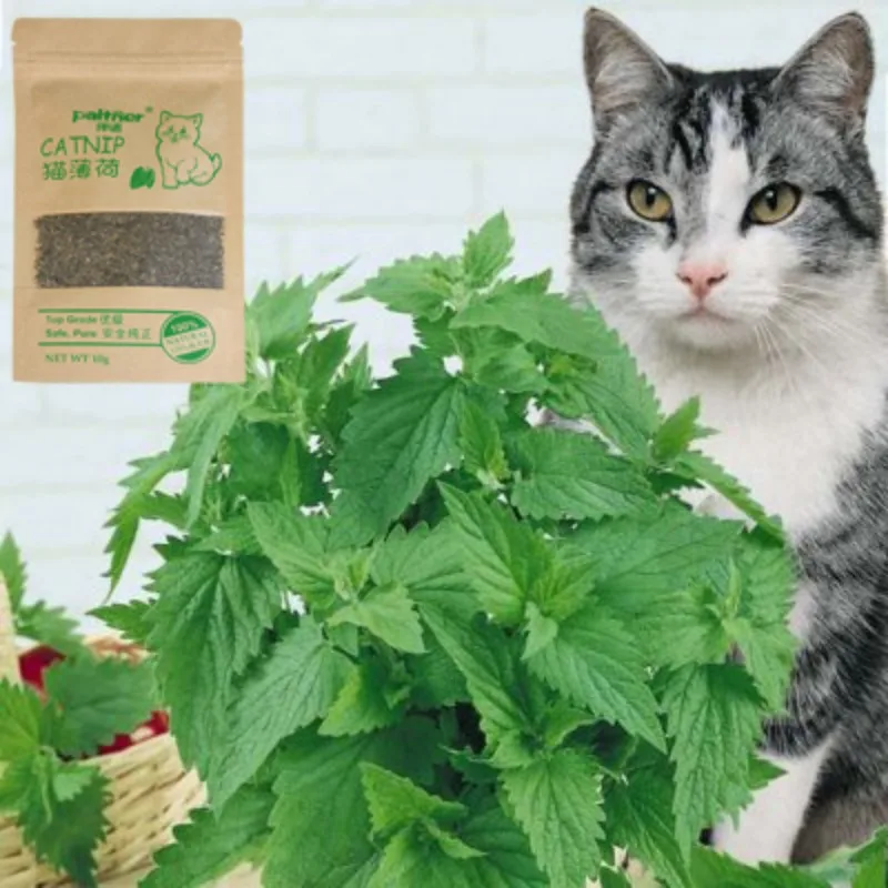 

Cat Mint Natural Organic Premium Catnip 10g Cat Mint Menthol Flavor Cat Treats Funny Toy