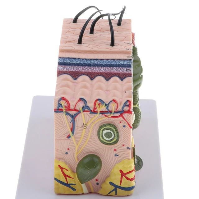 Human Skin Subcutaneous Tissue Dissection Model Magnify 35X 5