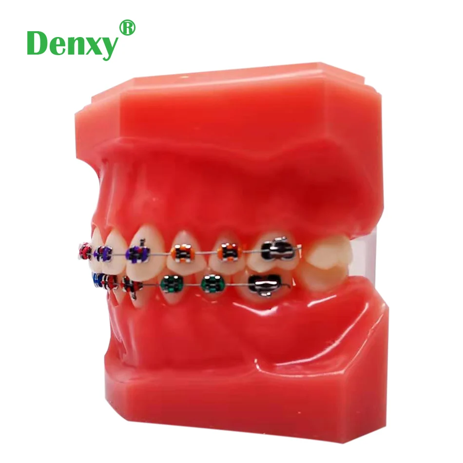 teethmodle (3)