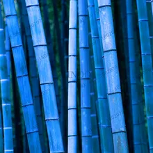 Новинка! 50 шт./пакет редкий голубой бамбук бонсай, декоративный сад, идеально подходит для выращивания трав в bambu дерево растения набор «сделай сам» для дома маленький сад,#5