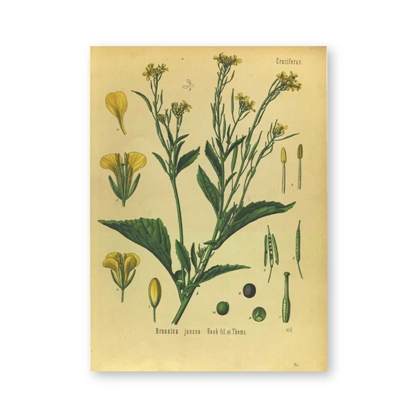 Винтажный Botany печать горчичный плакат лекарственные растения энциклопедия обучающая картина холст живопись на кухню Настенный декор