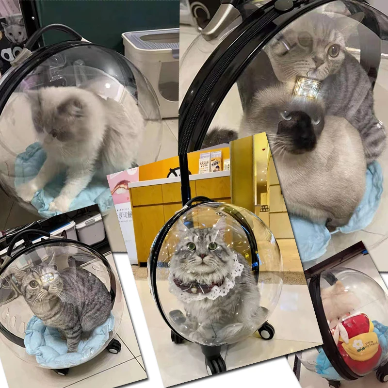 Sac De Transport Pour Chat Boite Cage Grand Chariot Sac De Transport Transparent Sac A Dos Pour Animaux De Compagnie Capsule Spatiale Cb001 Poussettes Aliexpress