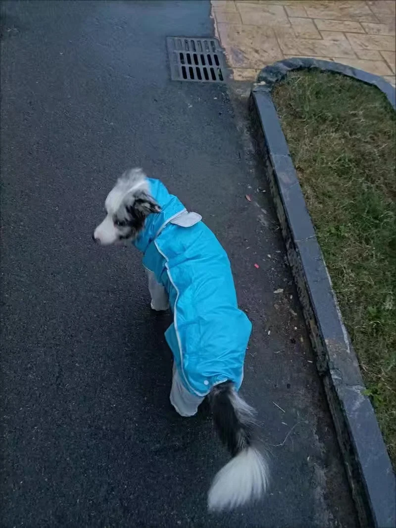 Capas de chuva para cães