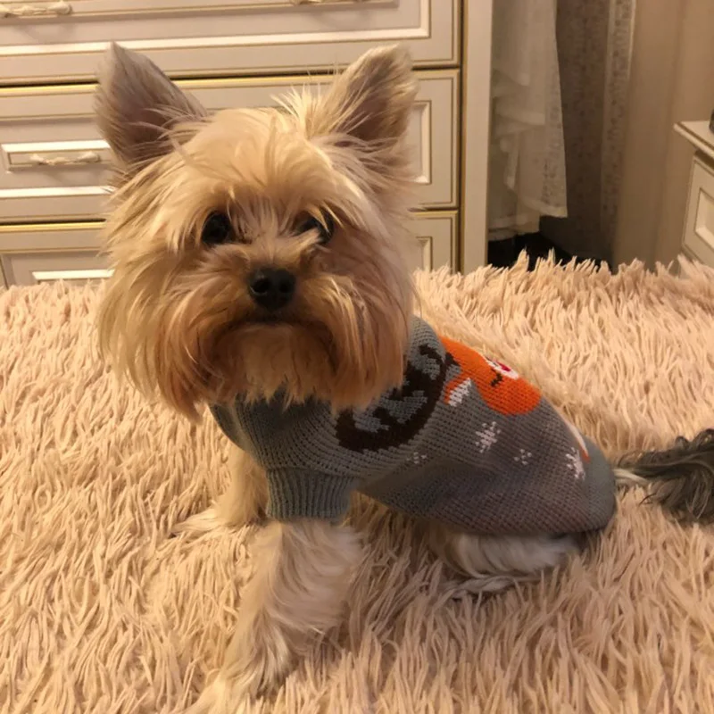 orange dog sweater