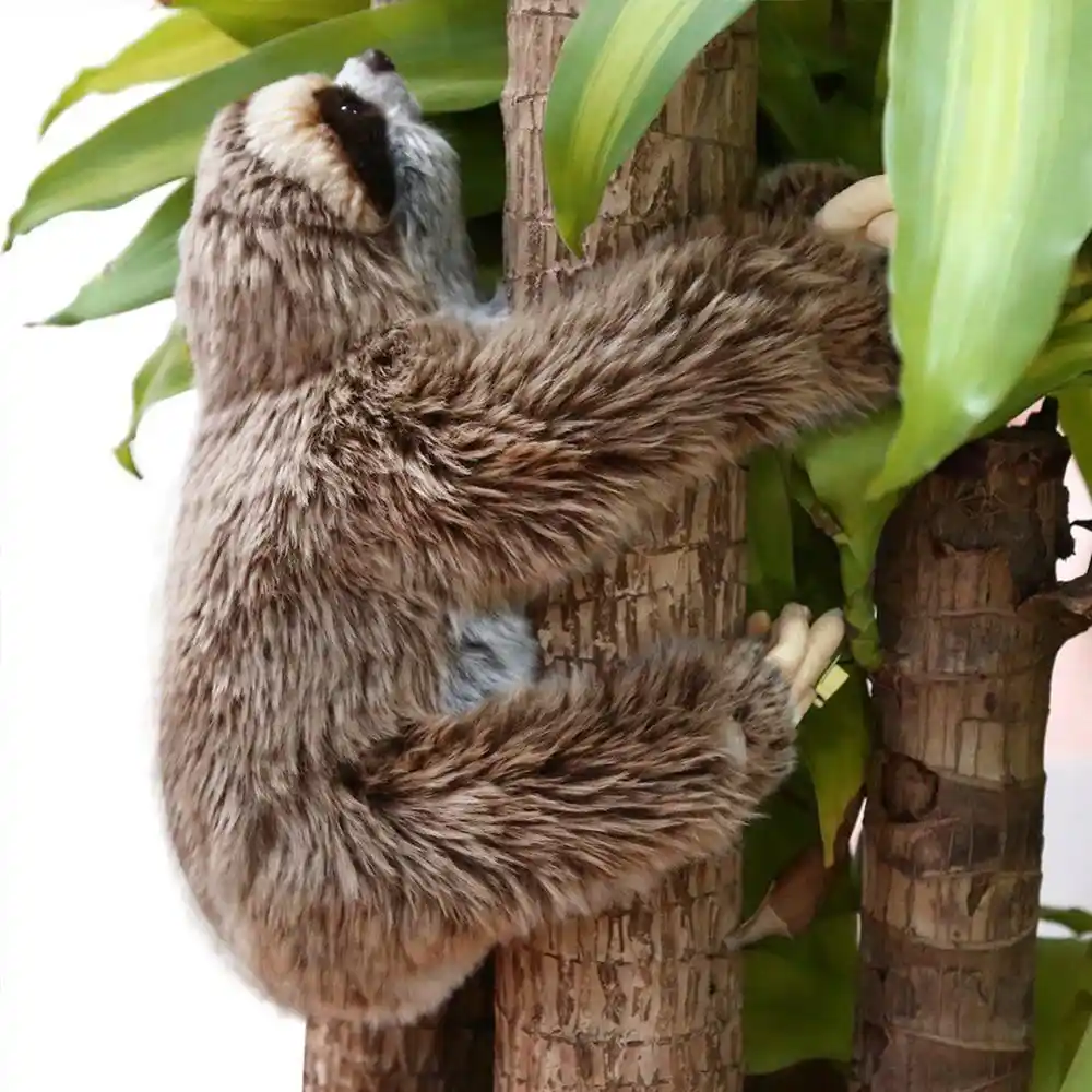 cuddly sloth