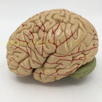 

1:1 brain function partition model brain model medicine brain model cortical partition model medical teaching model