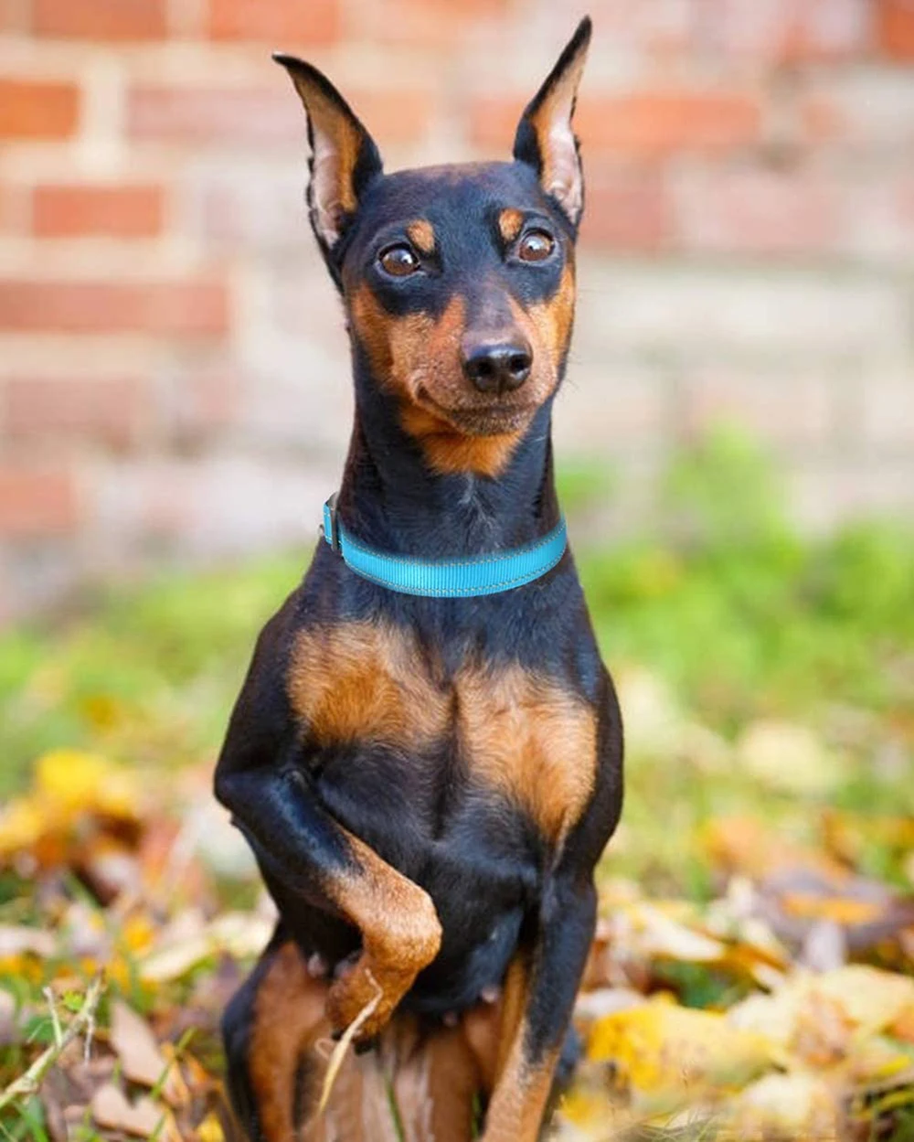 Joytale Reflective Dog Collar,12 Colors,Soft Neoprene Padded Breathable Nylon Pet Collar Adjustable for Small Medium Large Extra Large Dogs,5 Sizes