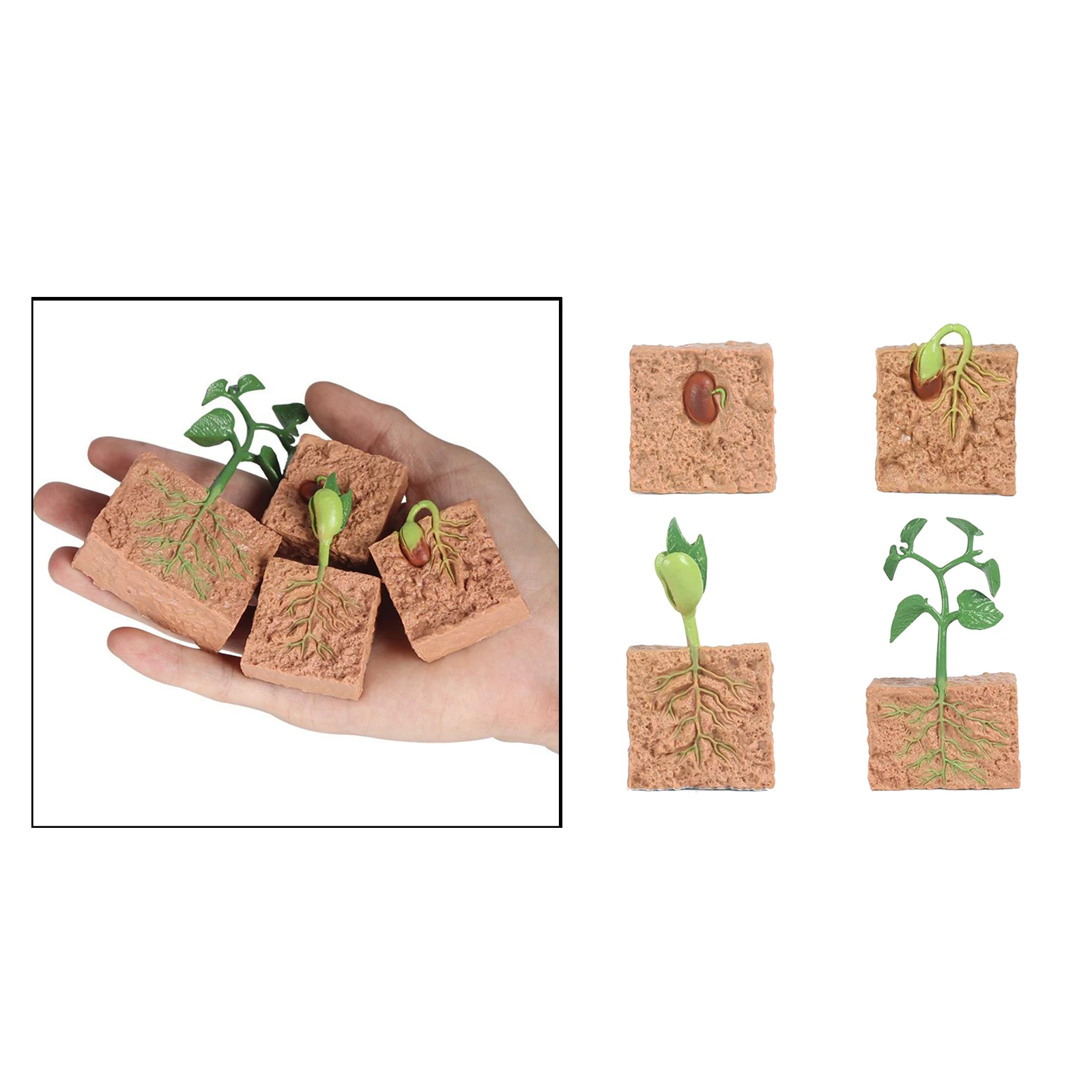 Kids Plant Seeds Growth Life Cycle Playset Cognitive Toys Teaching Aids Kids Plant Seeds Growth Life Cycle Playset Cognitive Toys Teaching Aids