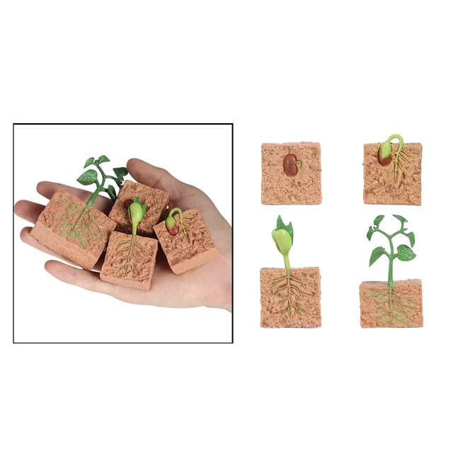Kids Plant Seeds Growth Life Cycle Playset Cognitive Toys Teaching Aids 4