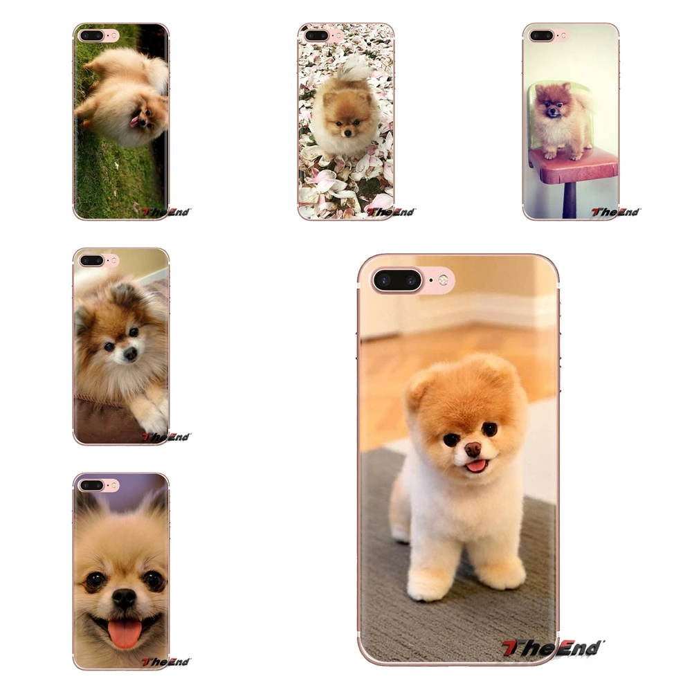 micro teacup pomeranian puppies