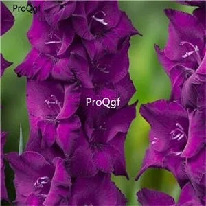 5 Ngryise 30 шт набор Vaniot Houtt gladiolus - Цвет: 5
