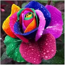 Роза бонсай редкий цветок Красочные розы Флорес-200 шт 14 видов смешанных растений, горшечные растения для домашнего сада