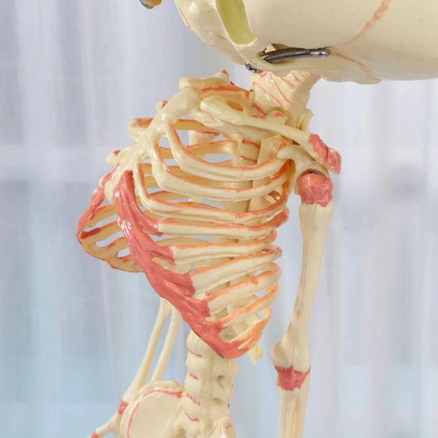 Stylo à bille en forme d'os du corps humain - cadeau fêtes d'enfants