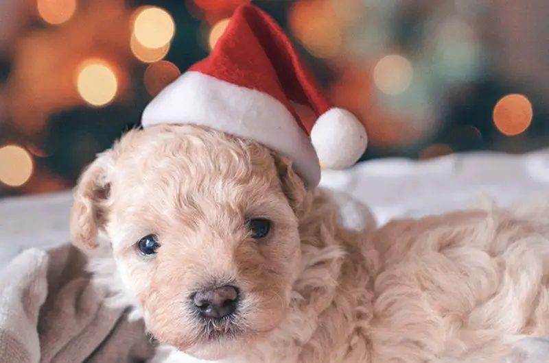1 шт., Рождественская шляпа для животных, шапка Санта-Клауса для кошек, собак, щенков, рождественские украшения, новогодние вечерние принадлежности, костюм для домашних животных