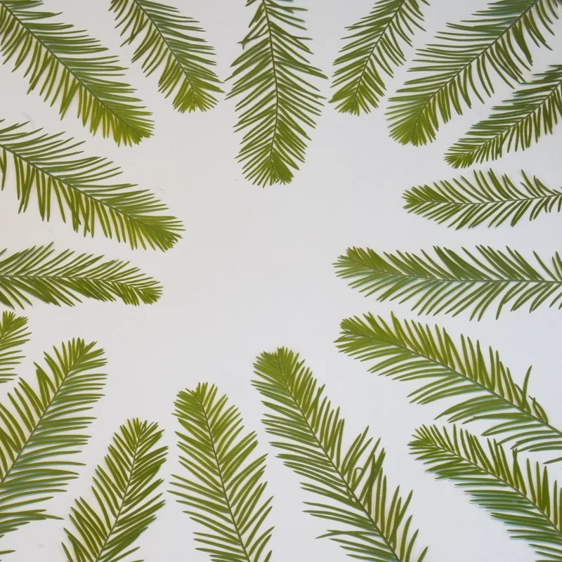 

60pcs Pressed Dried Metasequoia Leaf Flower For Epoxy Resin Jewelry Making Makeup Face Bookmark Nail Art Craft DIY