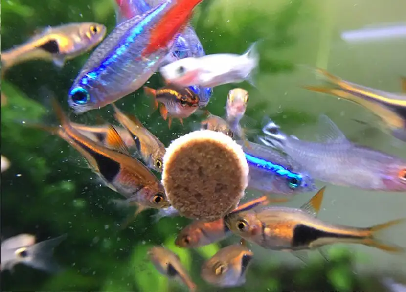 Alimento para peces en escamas de espirulina, alimento para peces de escamas, alimentación saludable del océano, para acuario, peces ornamentales, peces tropicales de mascotas para hogar, 10/20 piezas