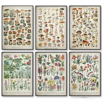 

Botanical Educational Poster Canvas Painting Mushrooms Champignons Identification Reference Chart Office School Decor Frameless