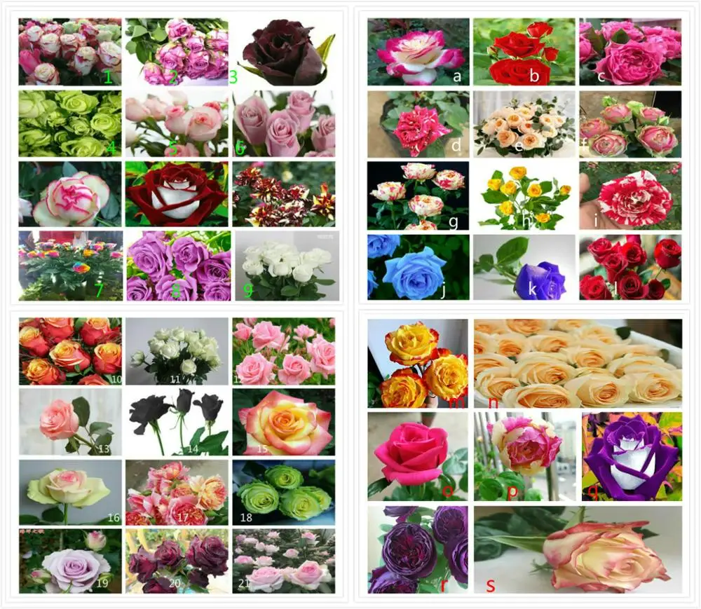 

Selected Rose Seeds, Colored Rose Seeds, Multi-Colored Roses 200 Seeds
