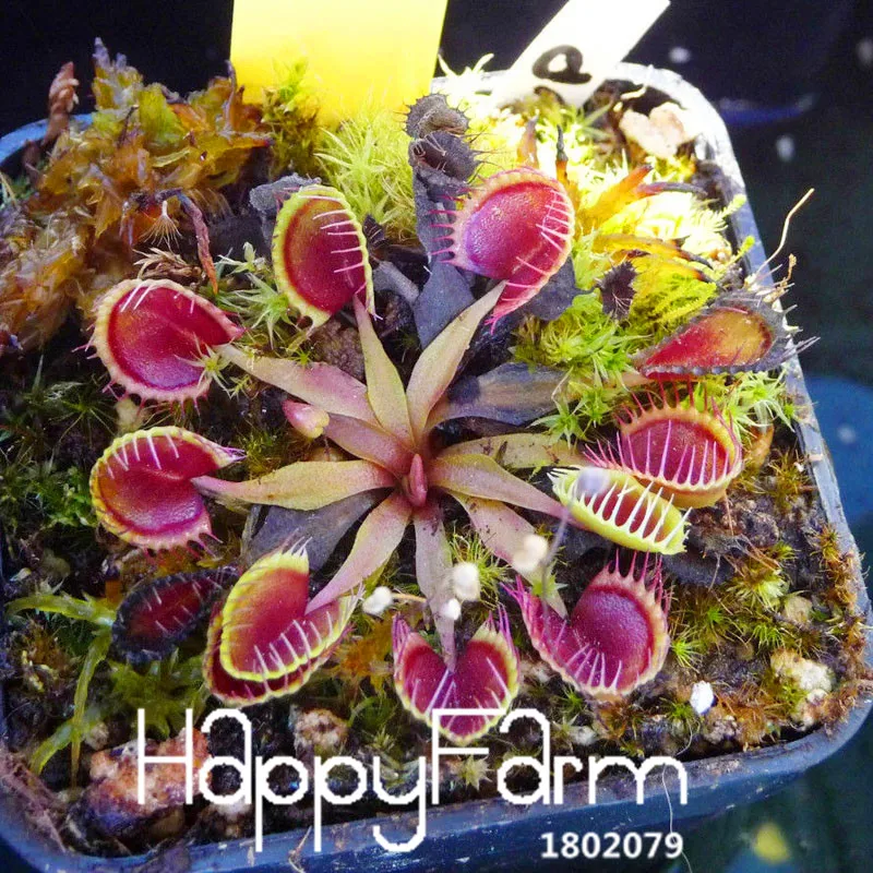Новинка! 3 вида Flytrap Флорес бонсай в горшках Dionaea muscipola растение плантас Терраса Сад плотоядное растение Плант 100 штук