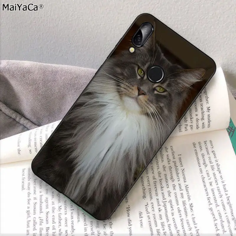 pet maine coon cat