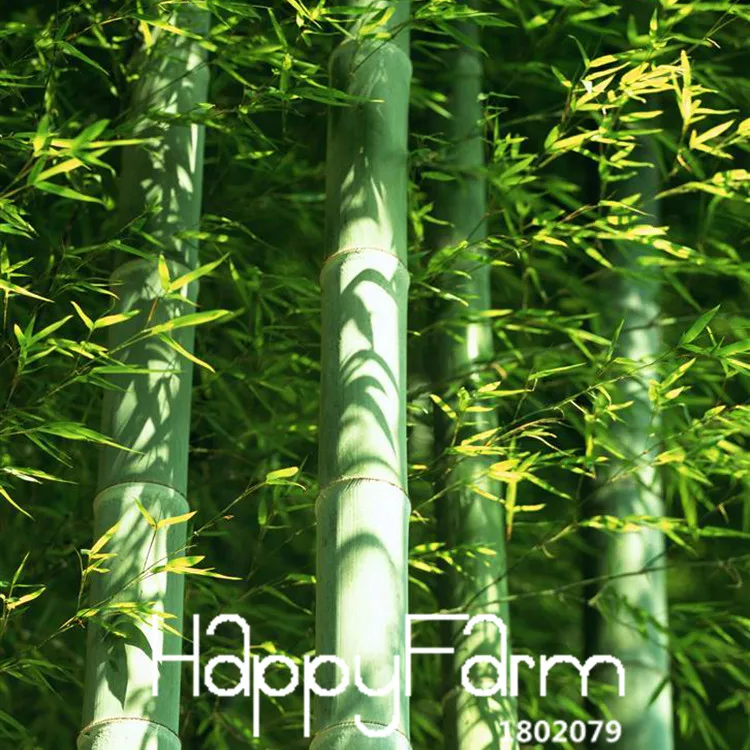 Установленные сроки! 30 шт./упак. свежий гигантский Moso бамбук бонсай набор «сделай сам» для дома садовое растение,# T2VI0W