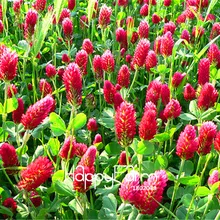 100 шт./упак. Большая распродажа! тёмно-красный клевер, цветочных растений украшения сада лидер горшечные растения семена бонсай