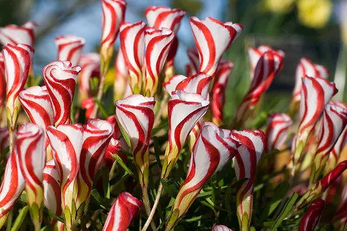 Oxalis цветные цветы бонсай 100 шт Редкие цветы для дома и сада озеленение Цветы Семена
