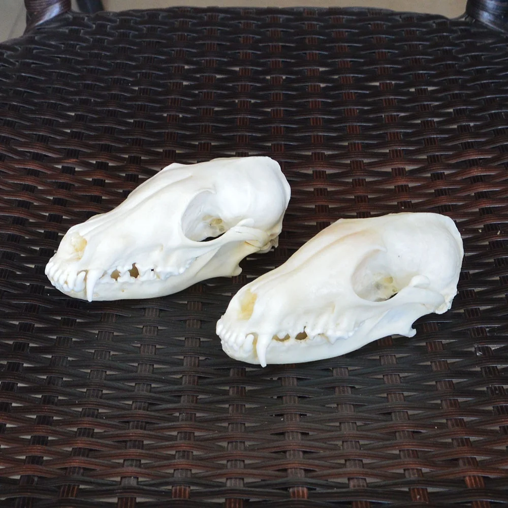 1pcs?2pcs,5pcs,10pcs Vulpes vulpes Red Fox, Silver Fox, Cross Fox Skull taxidermy real bone skeleton Christmas decoration gift