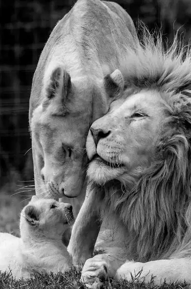 African-Lions-Family-Black-And-White-Canvas-Art-Posters-And-Prints-Animals-Canvas-Paintings-On-the (3)