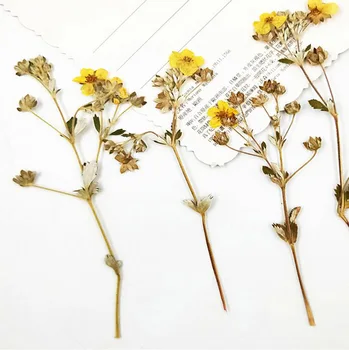 

60pcs Side Pressed Dried Gold Rosa Multiflora Flower Plant Herbarium Jewelry Postcard Invitation Card Phone Case Bookmark DIY