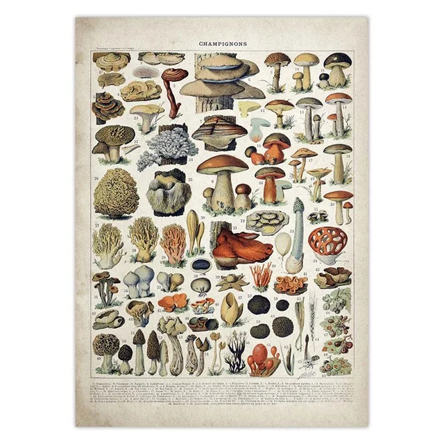 Vintage-Vegetable-Fruit-Mushroom-Poster-Print-Antique-Wall-Art-Print-Botanical-Picture-Science-Poster-Kraft-paper.jpg_.webp_640x640 (6)