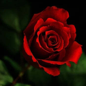 

Pure Natural 30ml Rose Essential Oil Whitening Anti-aging Anti-wrinkle Plant Skin Care Oil Water-soluble Aromatherapy Rose Oil