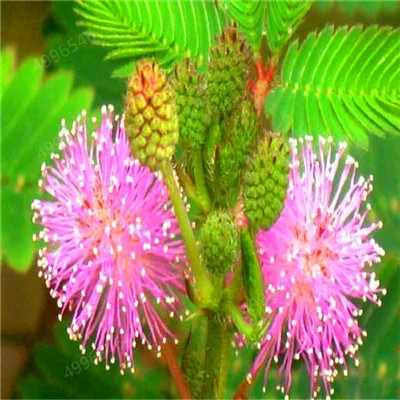 50 шт./пакет Mimosa Pudica Линн стыдливая трава flores листва Mimosa Pudica чувствительный бонсай растение для домашнего сада - Цвет: 1