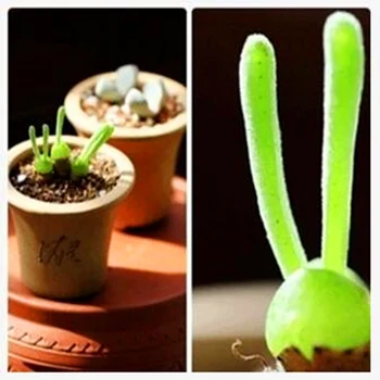 

Plant Flower Bath Salts Lithops Pseudotruncatella Essence 200Pcs XZZ-256
