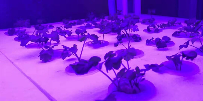 ReBlue Lamp For Plants Grow Light 12W 24W T5 Plant Lamp Full Spectrum Grow Led For Plants Growing Seedling Phyto-Lamp indoor  (1)