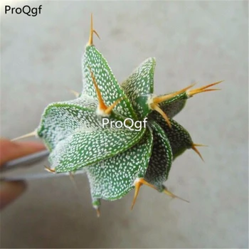 

Prodgf 2Pcs a set Astrophytum natum banruo